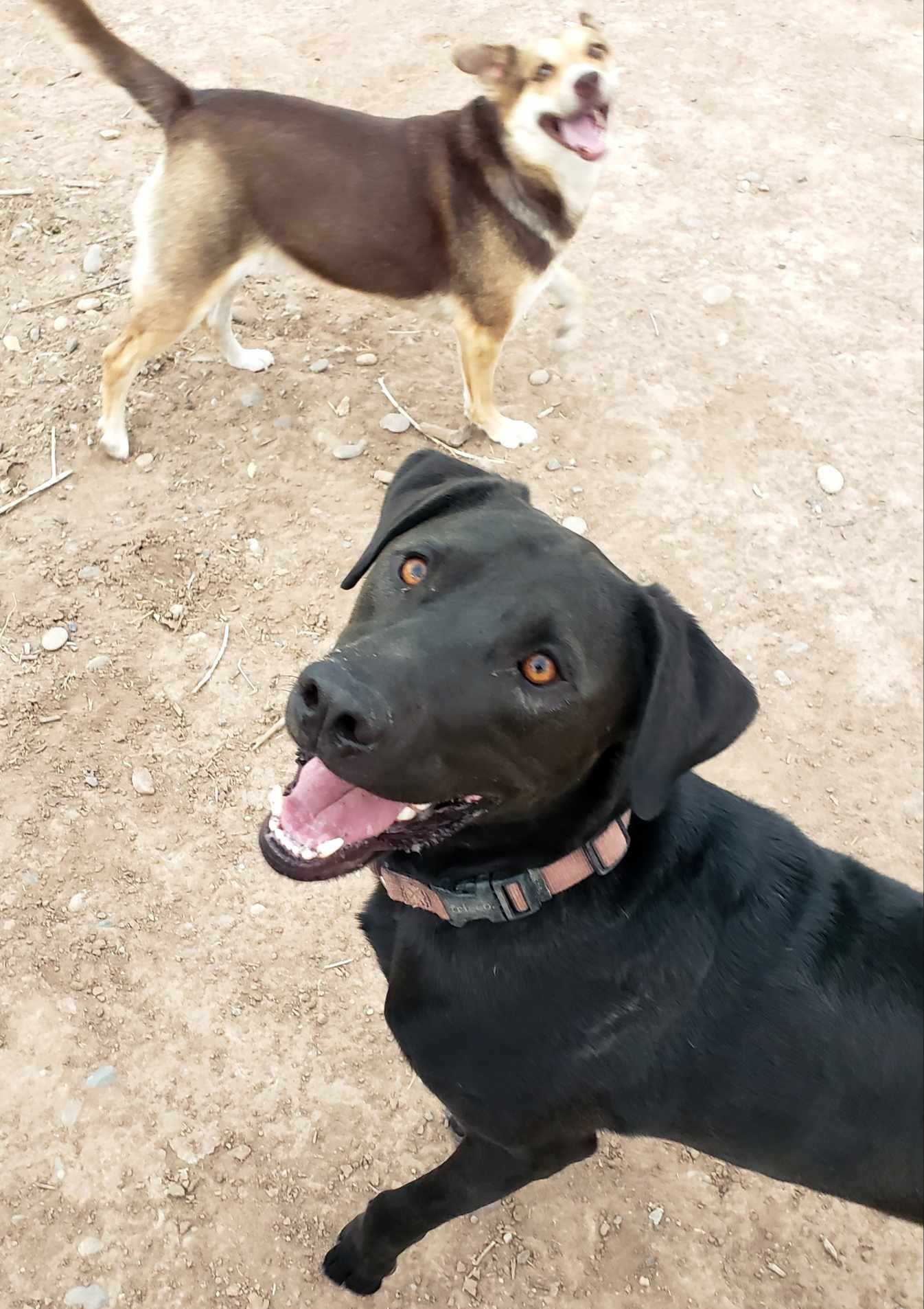 adoptable Dog in Albuquerque, NM named **SHADOW