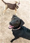 adoptable Dog in  named **SHADOW