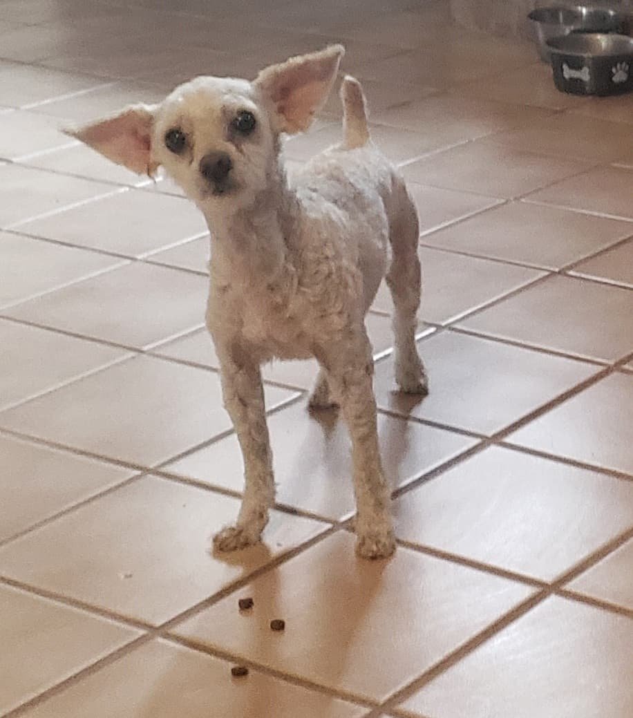 adoptable Dog in Peralta, NM named **TATOR TOT