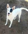 adoptable Dog in peralta, NM named **ROSS