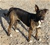 adoptable Dog in  named **MONICA