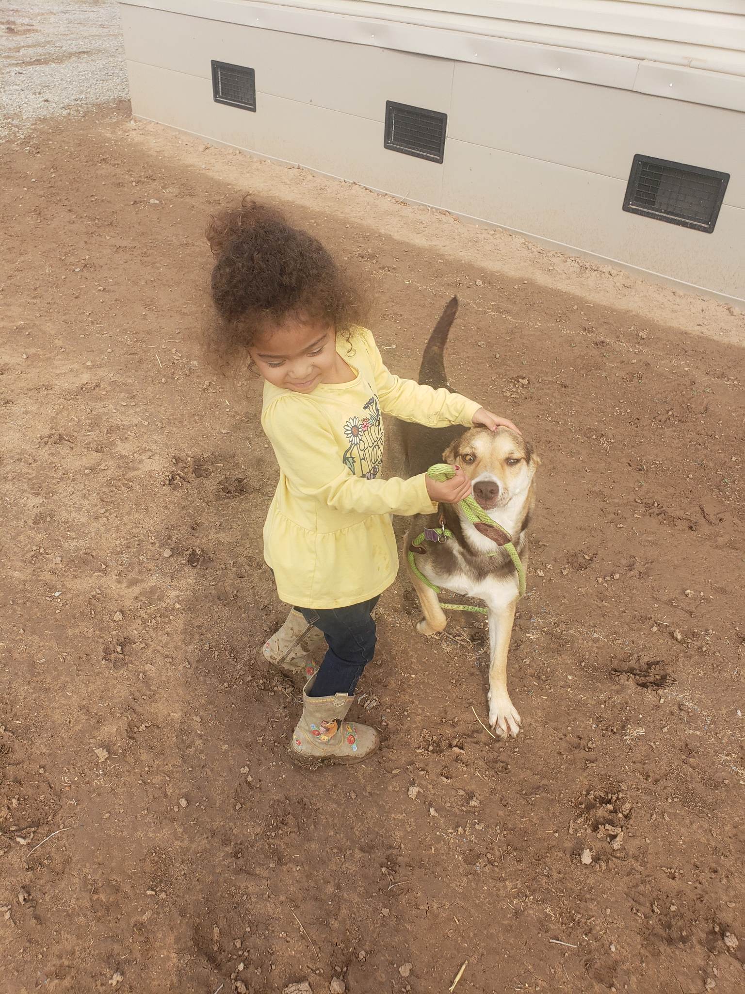 adoptable Dog in Peralta, NM named **PHOEBE