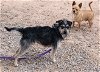adoptable Dog in peralta, NM named **DAISY MAE