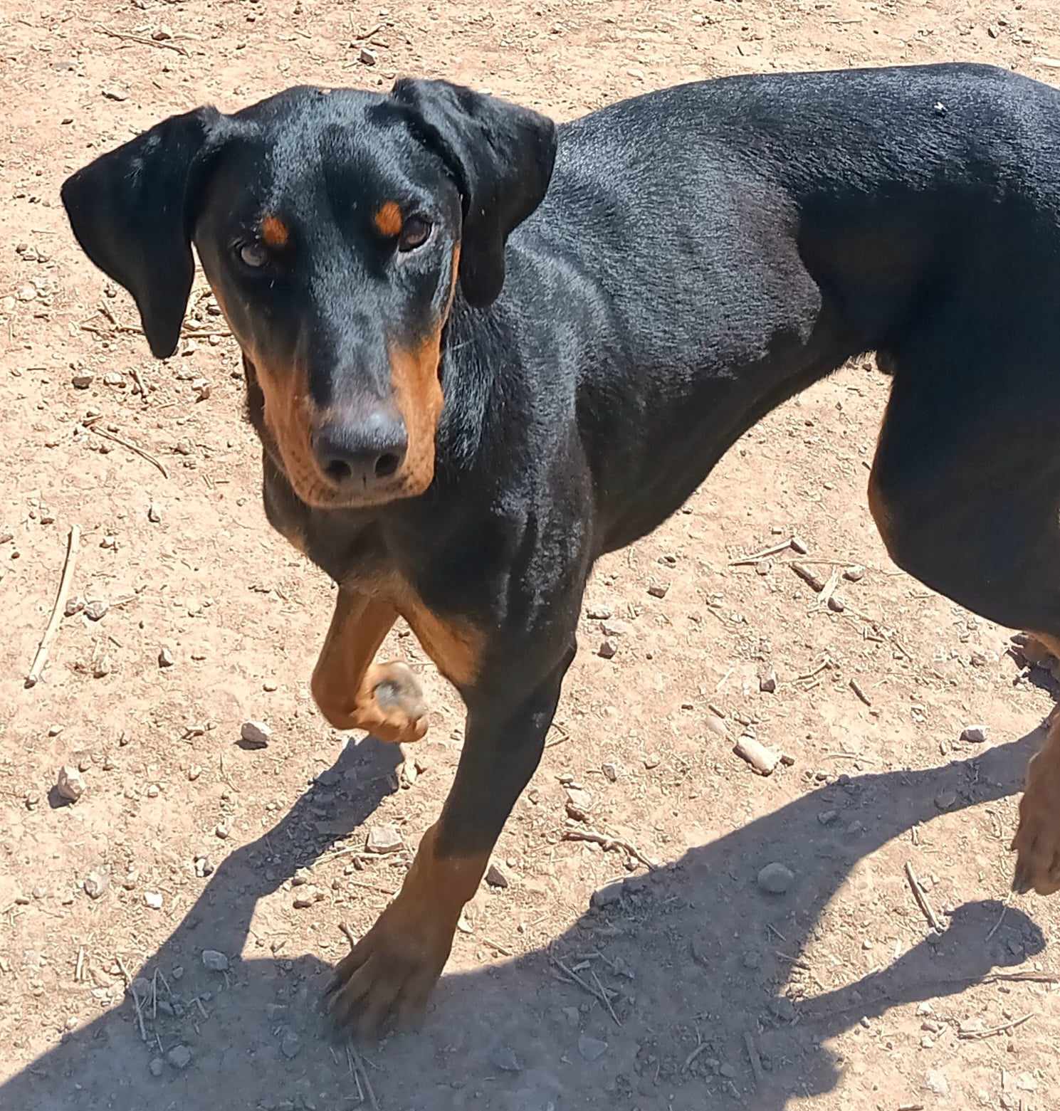 adoptable Dog in Peralta, NM named **BOWSER