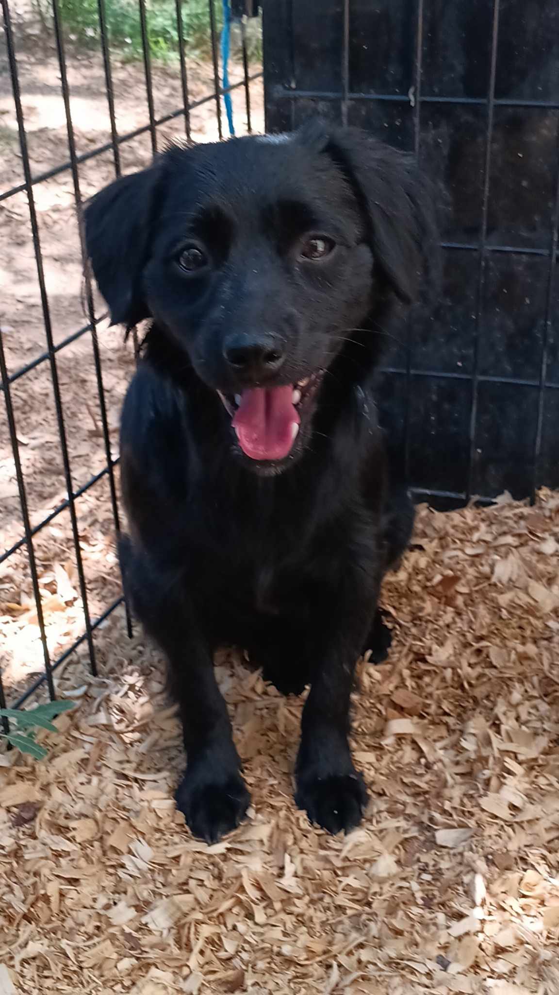 adoptable Dog in Peralta, NM named **BANDIT