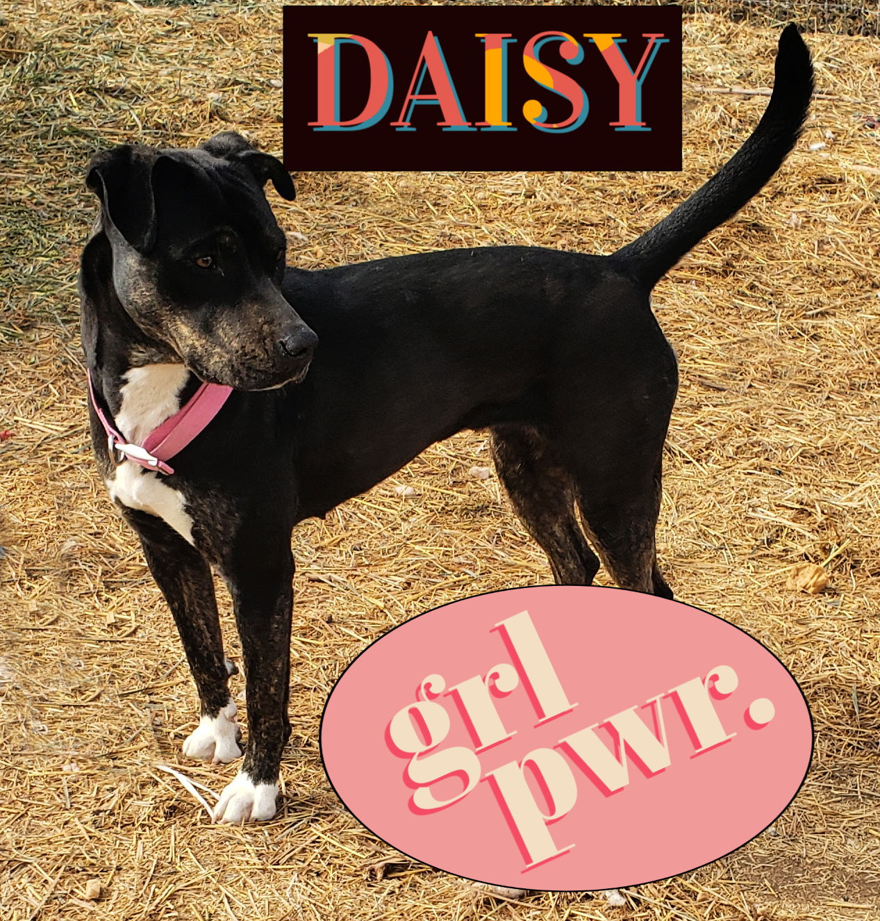 adoptable Dog in Peralta, NM named **DAISY