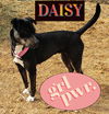 adoptable Dog in , NM named **DAISY