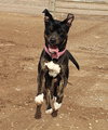 **DAISY  *Please read bio below - Photo 1