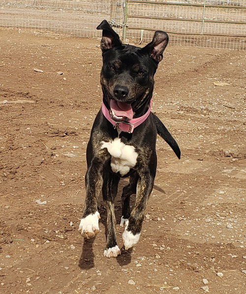 picture of the dog needing adoption
