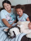adoptable Dog in  named **VEGAS