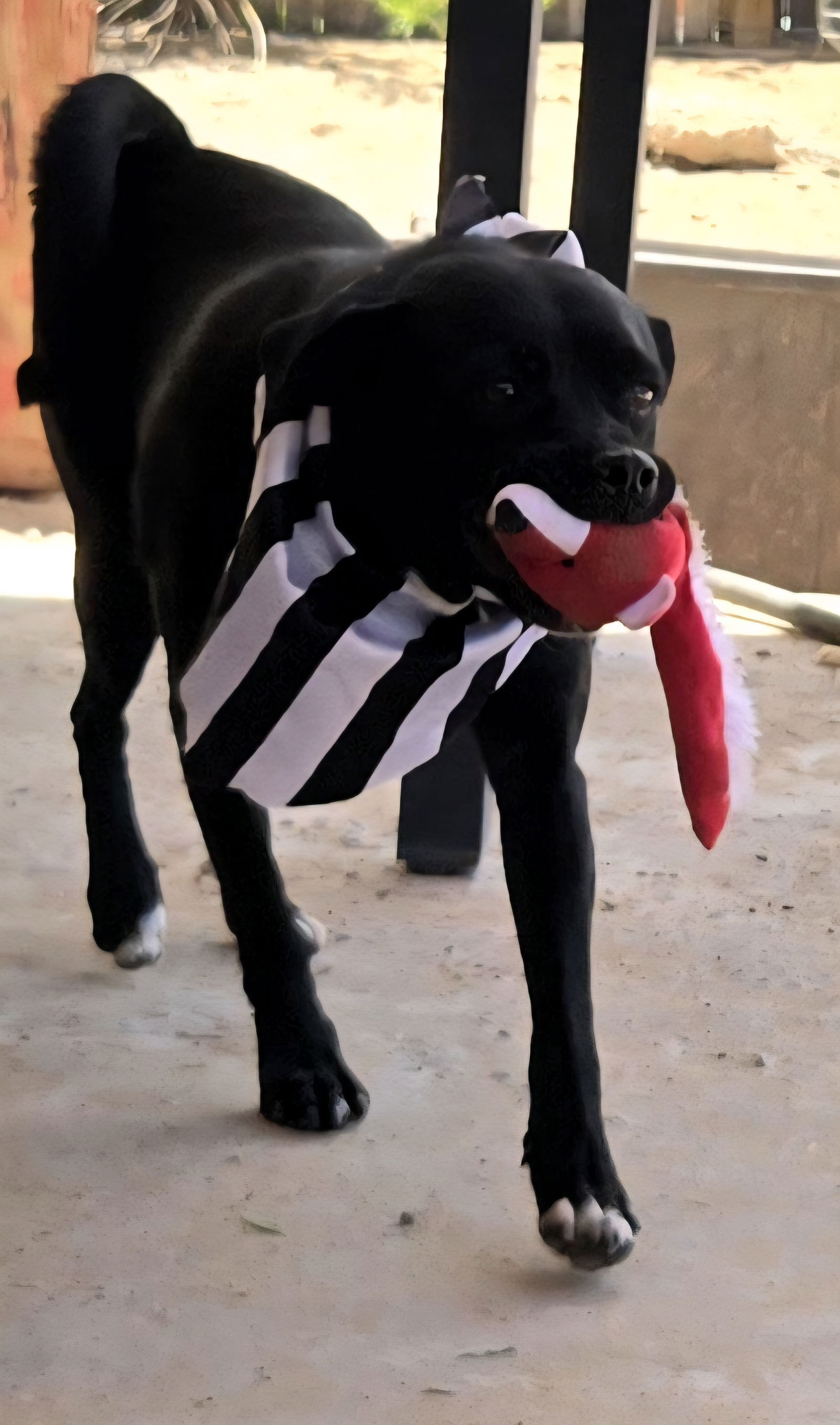 adoptable Dog in Peralta, NM named **MILLY & MARCOS