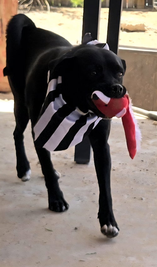 picture of the dog needing adoption