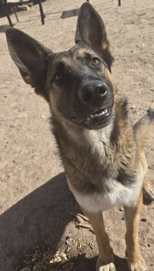 **GOOSE *PLEASE READ BIO BELOW - Belgian Shepherd Malinois / German Shepherd Dog available for adoption