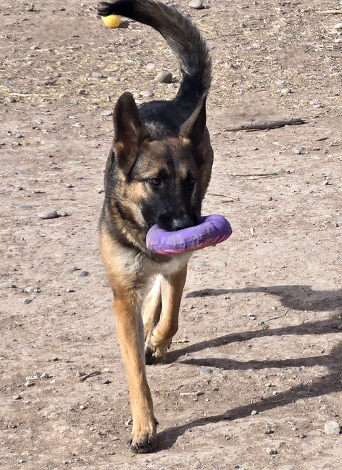 picture of the dog needing adoption