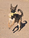 **GOOSE *Please read bio below - Photo 3