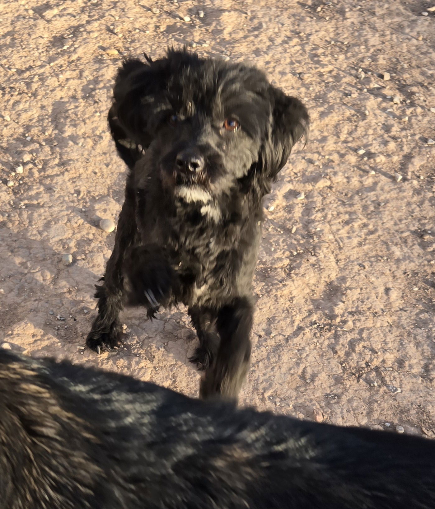 adoptable Dog in Peralta, NM named **KIMBER