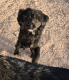 adoptable Dog in , NM named **KIMBER