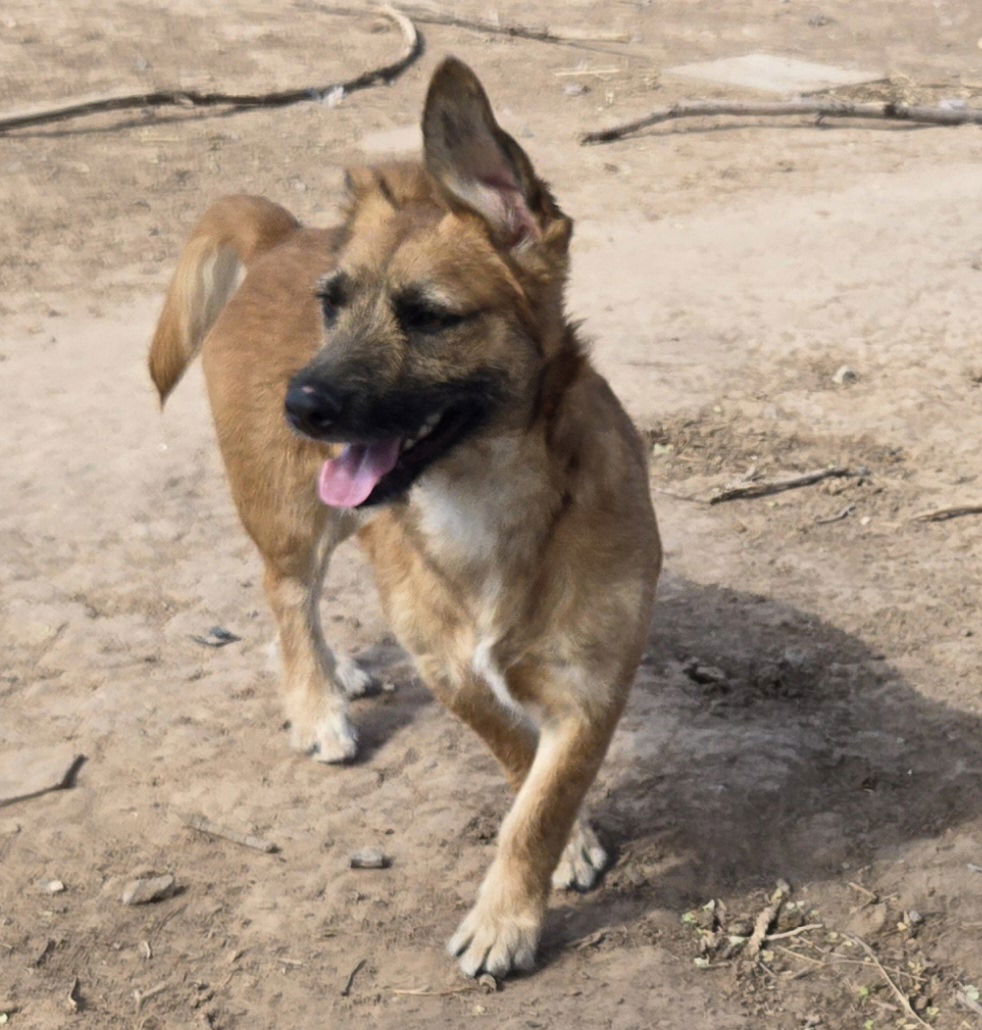 adoptable Dog in Peralta, NM named **TWIX