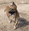 adoptable Dog in , NM named **TWIX