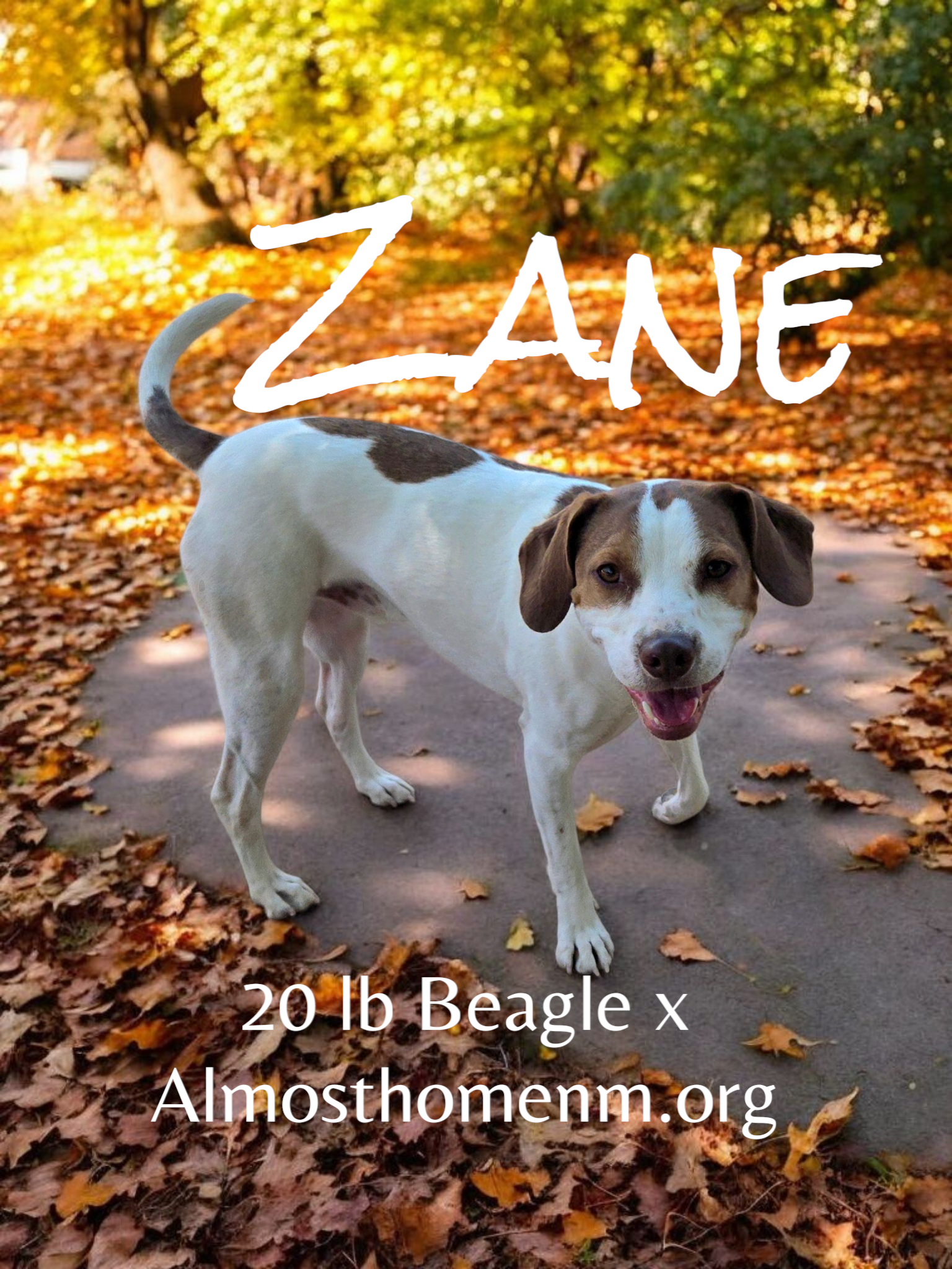 adoptable Dog in Peralta, NM named **ZANE