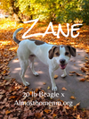 adoptable Dog in , NM named **ZANE