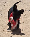 adoptable Dog in , NM named **CHICKPEA