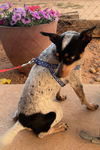 adoptable Dog in , NM named **CHARLIE