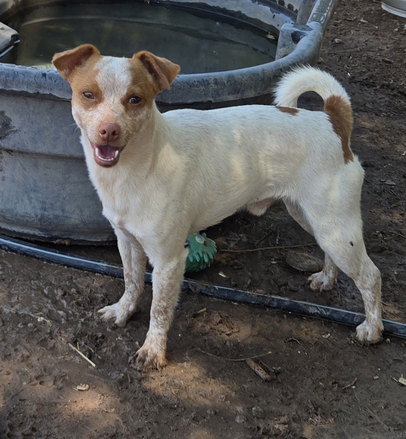 adoptable Dog in Peralta, NM named **LOGAN