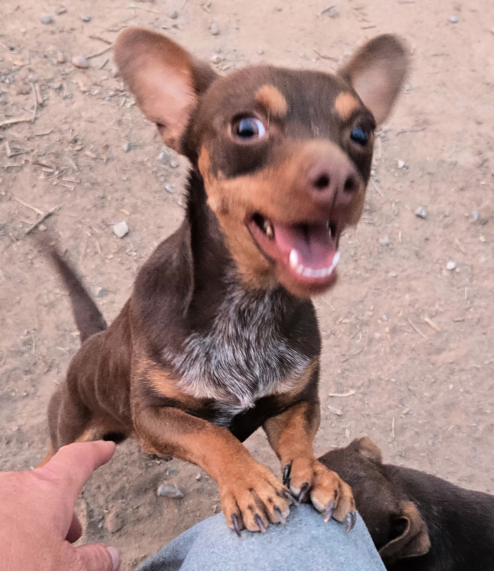 adoptable Dog in Peralta, NM named **SPIDERMAN
