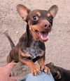 adoptable Dog in , NM named **SPIDERMAN