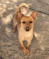 adoptable Dog in , NM named **WOLVERINE