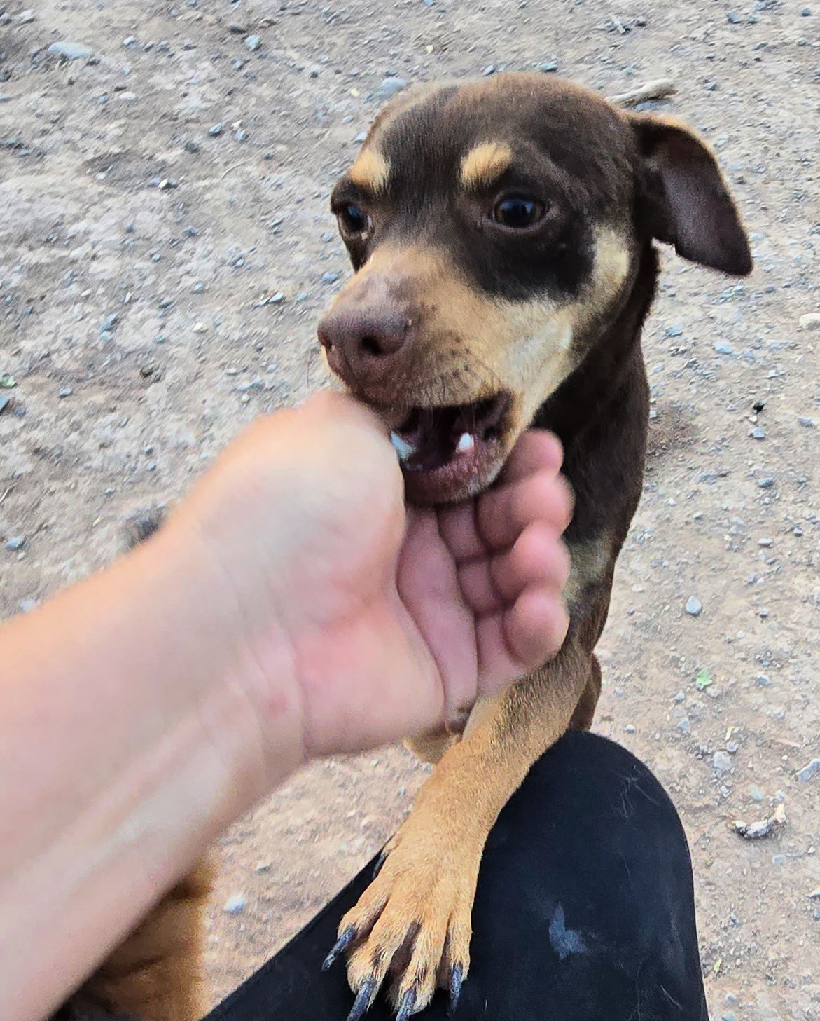 adoptable Dog in Peralta, NM named **ROBIN