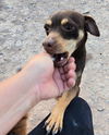 adoptable Dog in , NM named **ROBIN