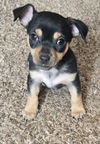 adoptable Dog in , NM named **ALADDIN