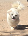 adoptable Dog in , NM named **GRETCHEN