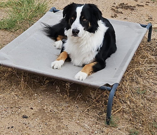 picture of the dog needing adoption