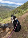 **DEXTER *Please read bio below - Photo 2