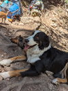 **DEXTER *Please read bio below - Photo 4