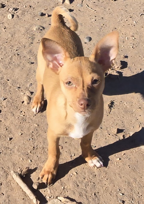 picture of the dog needing adoption