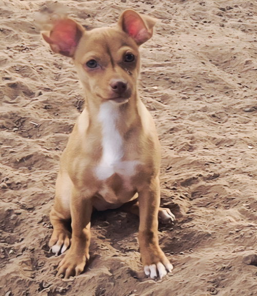 picture of the dog needing adoption