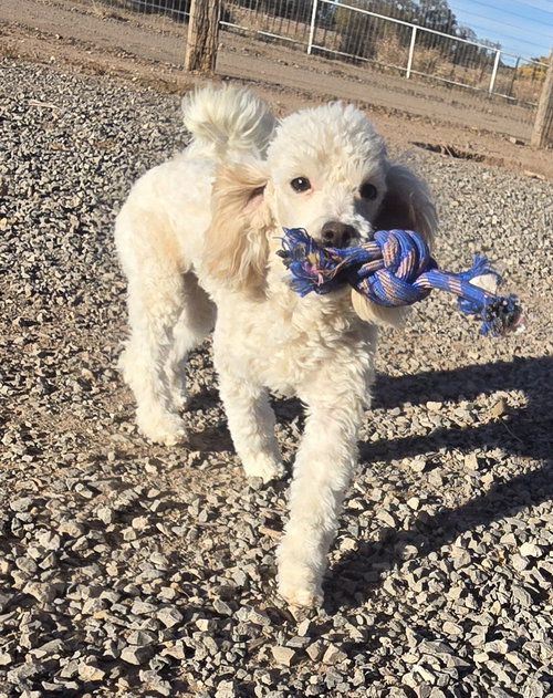 picture of the dog needing adoption