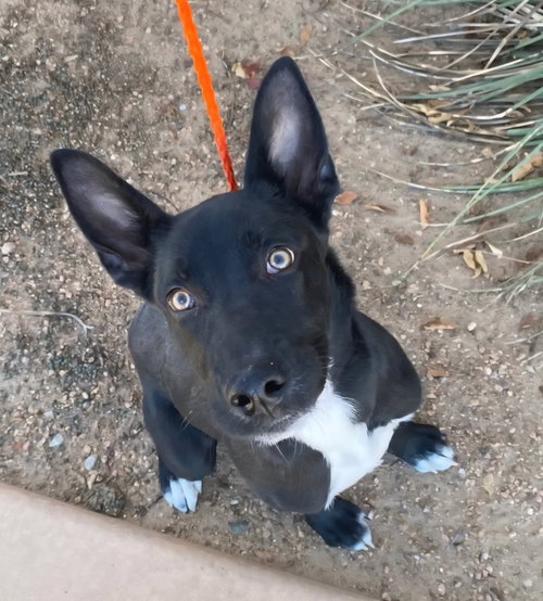 picture of the dog needing adoption