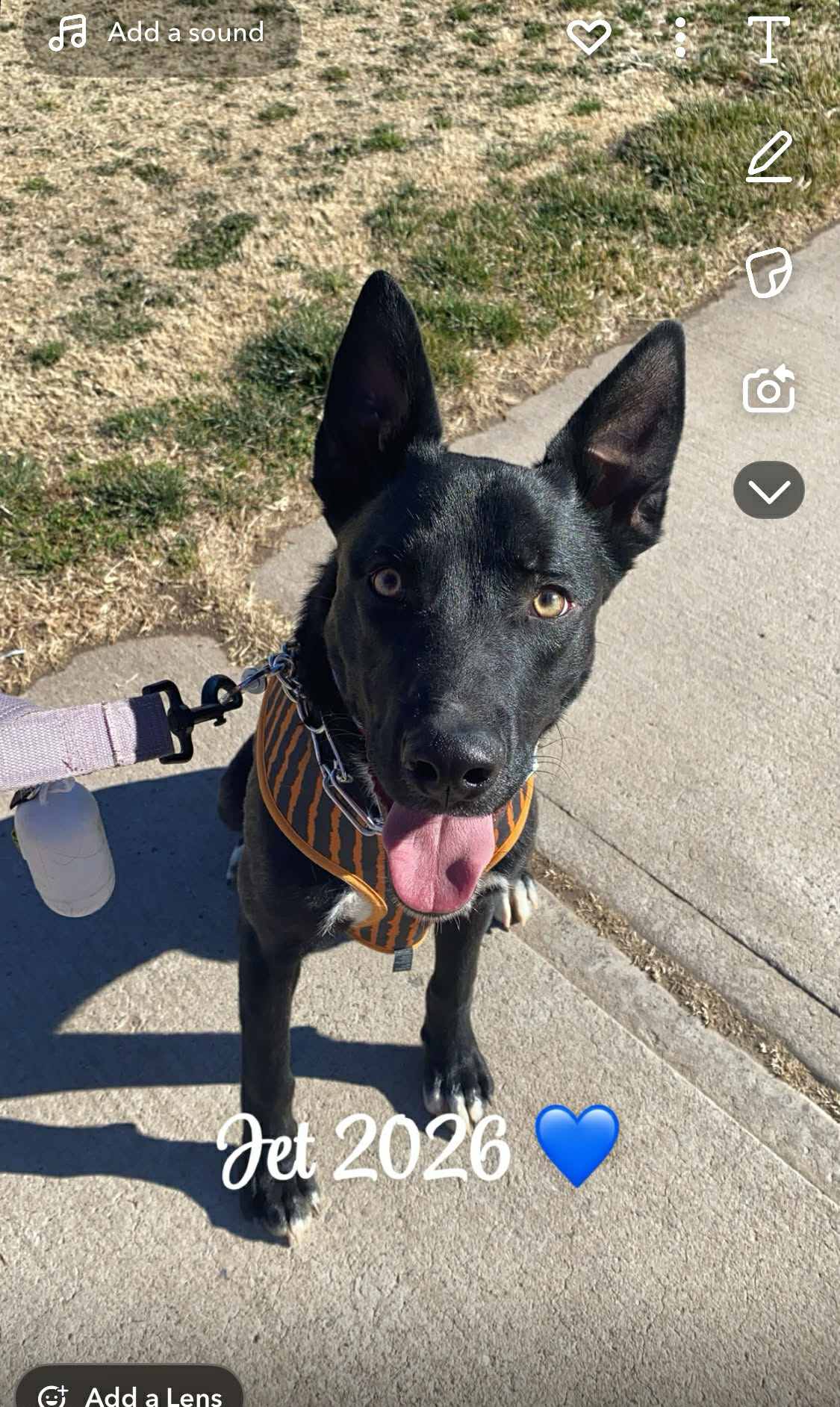German Shepherd