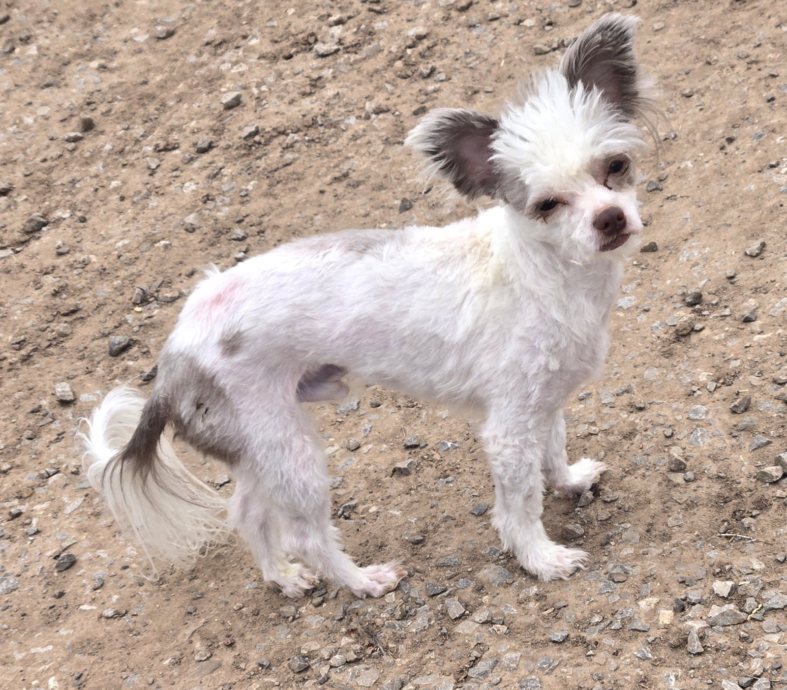 Chinese Crested-powder Puff