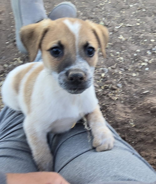 picture of the dog needing adoption