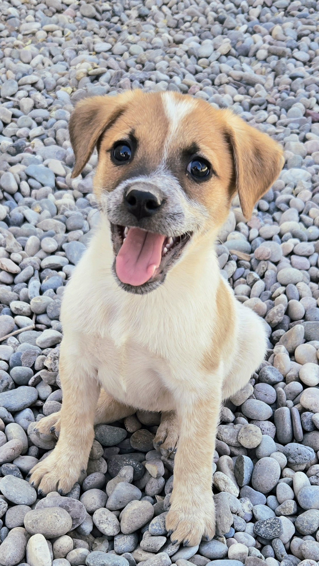 **ASPEN - Please click more to read the bio