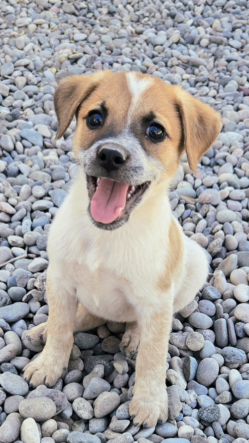 **ASPEN - Please click more to read the bio, an adoptable Australian Shepherd in Peralta, NM