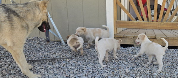 **ASPEN - Please click more to read the bio