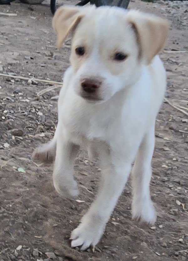 **RIVER - PLEASE Click More to read Bio
