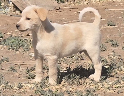 picture of the dog needing adoption